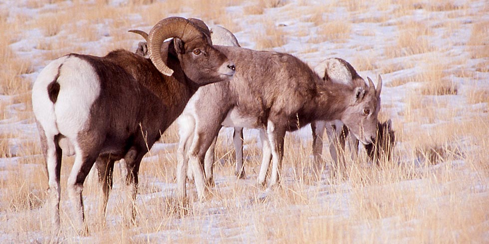Bighorn sheep in Grand Teton National Park remain in the high mountains throughout the year.