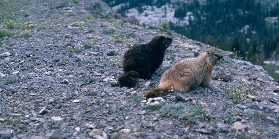 Although generally rare, a black melanistic form of the yellow-bellied marmot is common in the Tetons.
