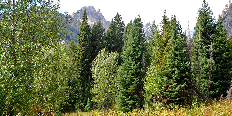 The park’s forests contain a surprising number of both coniferous and deciduous tree species.