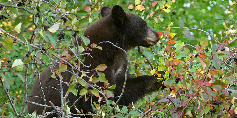 Forests provide habitat for many of the park’s wildlife species. (Photo credit: Dan Ng)