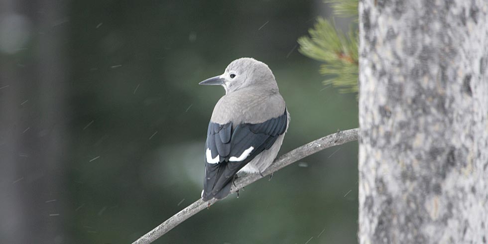 The Clark’s nutcracker depends on healthy whitebark pine forests for its survival.