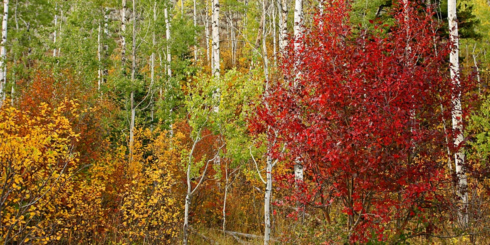 Autumn colors come alive with color to enhance the beauty of the park’s forests.
