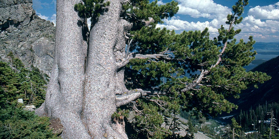Whitebark pines are facing threats: climate change, mountain pine beetle, white pine blister rust.