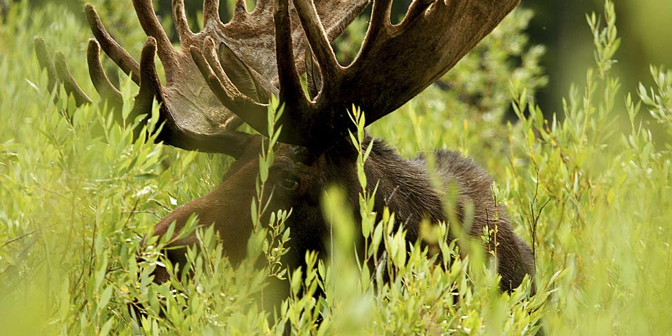 By late summer, antlers on male moose have grown as they prepare to enter the rut. (Photo Credit: Dan Ng)