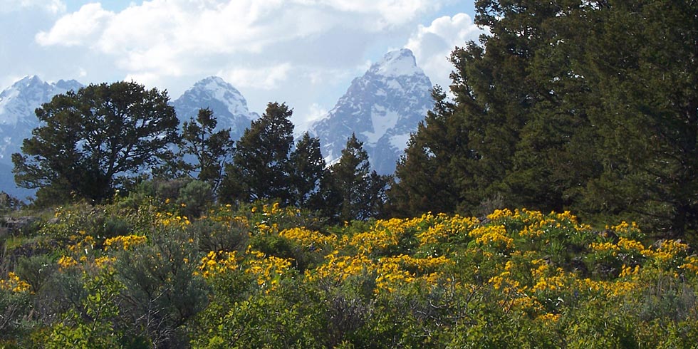 Mountain snows persist as spring and summer wildflowers bloom in the valley of Jackson Hole.