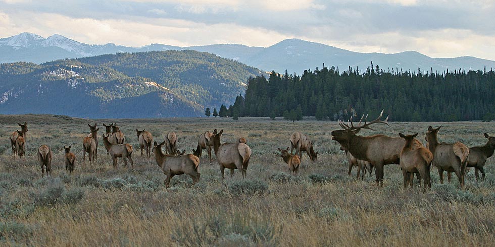 Meadows become important areas for elk during the fall rut. (Photo credit: Dan Ng)