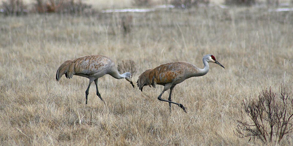 Look for sandhill cranes feeding in the park’s wet meadows.
