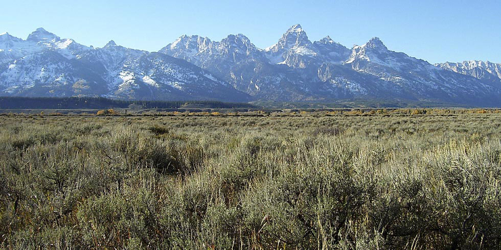 The sagebrush community is the most widespread community in Grand Teton National Park.