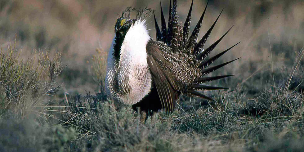 Sage grouse are dependent on sagebrush communities for food, shelter, nesting and strutting grounds.