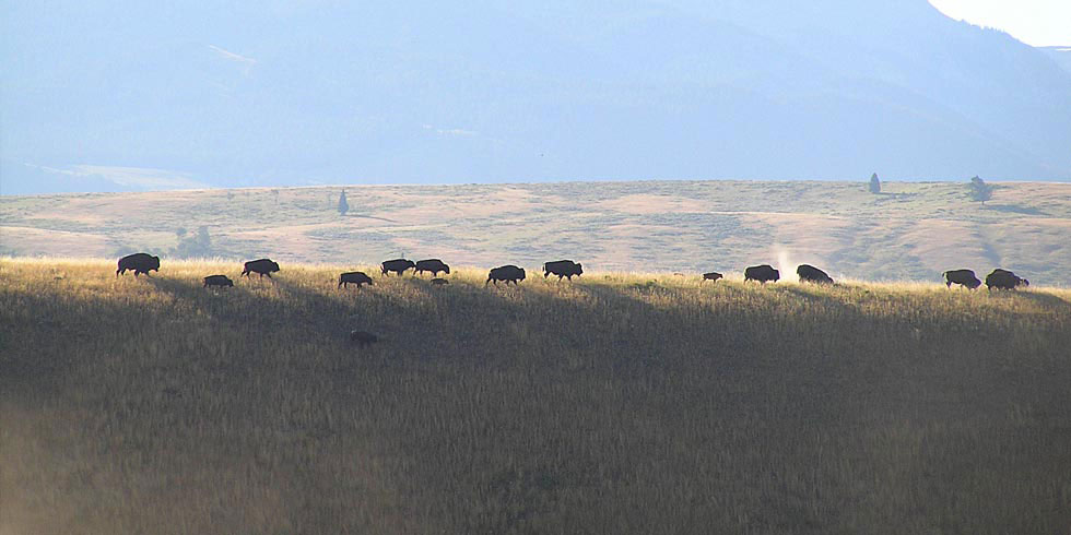 Sagebrush communities support iconic Western species such as bison, pronghorn and sage grouse.