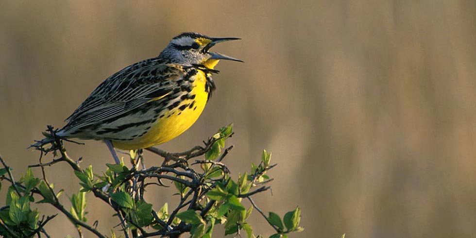 The western meadowlark sings from a prominent perch among the sagebrush. (photo credit: USFWS)