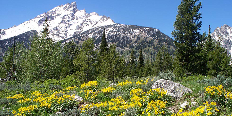 Sagebrush communities in the park provide the foreground for mountain scenery.