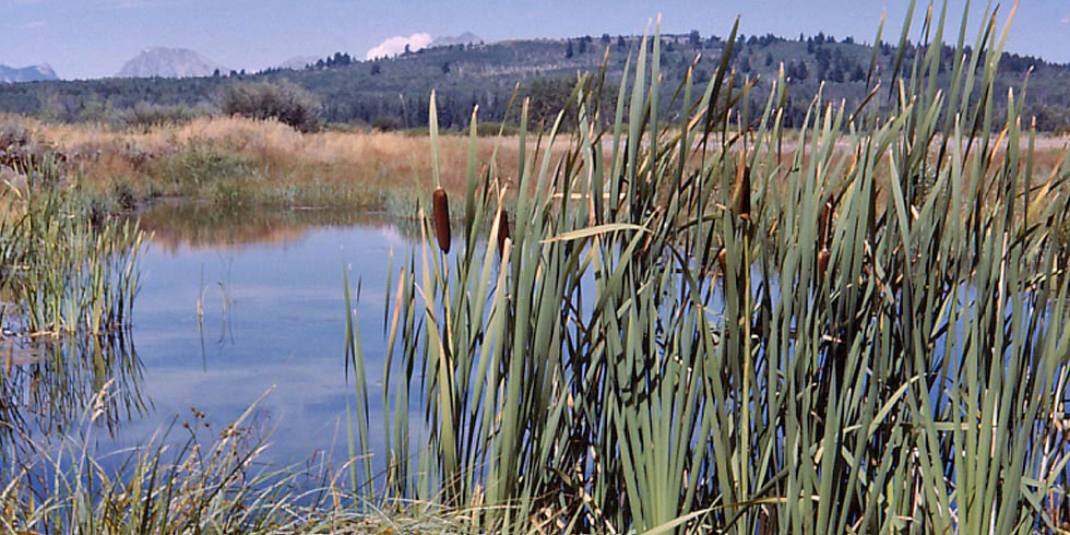 Wetland communities are some of the most important communities for wildlife in the park.