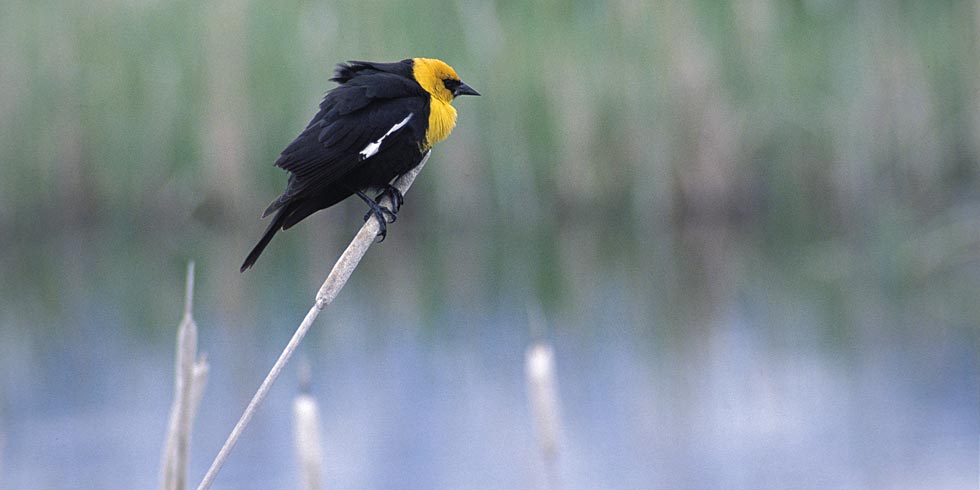The aptly named yellow-headed blackbird is at home in wetlands in the park. (photo credit: USFWS)