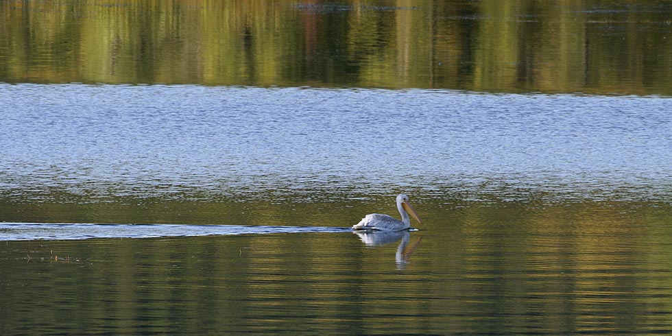 Park wetlands are home to a variety of species including the American white pelican. (Photo credit: Dan Ng)