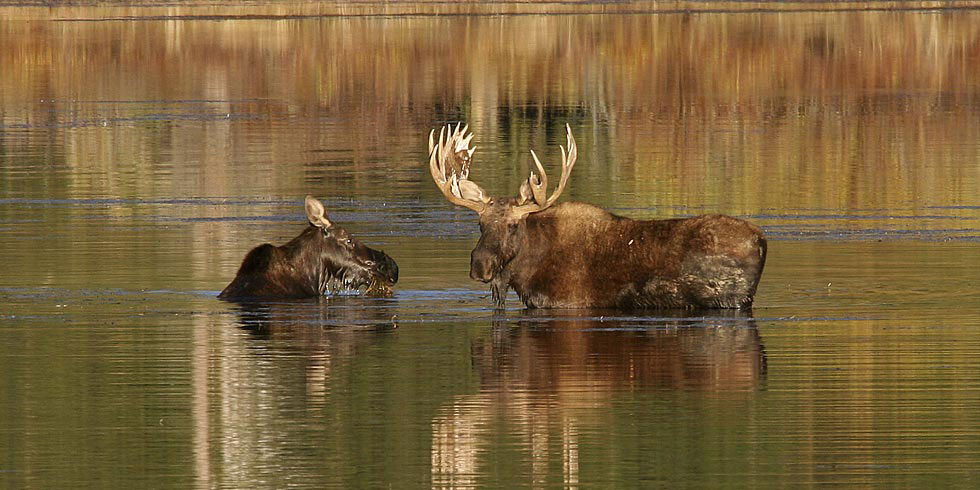 Moose feed extensively on aquatic vegetation and willows. (Photo credit: Dan Ng)