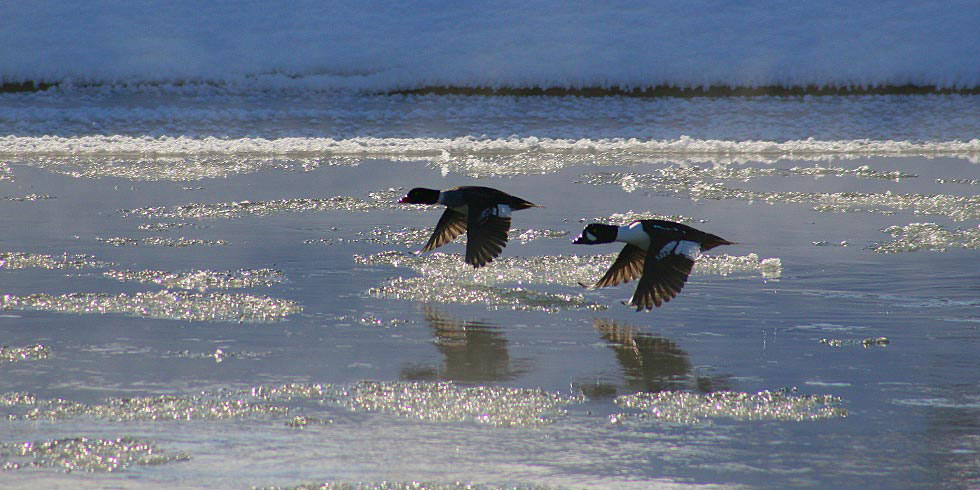 Although many of the park’s birds are migratory, Barrow’s goldeneye’s remain through the winter.