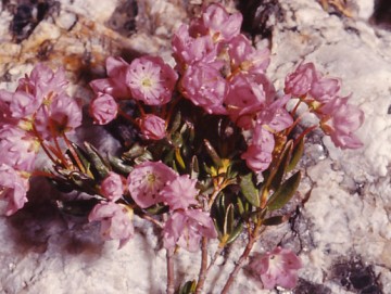 Alpine Laurel