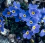 Alpine Forget-me-not