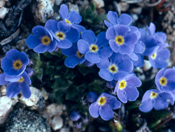 Alpine Forget-me-not