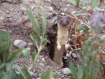 Long-tailed Weasel