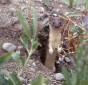 Long-tailed Weasel