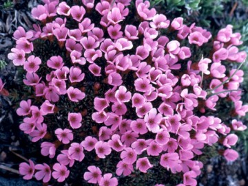 Moss campion