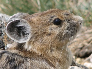 American Pika