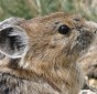 American Pika