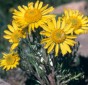 Alpine Sunflower