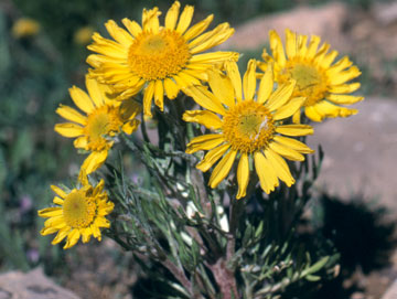 Alpine Sunflower