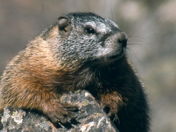 Yellow-bellied Marmot