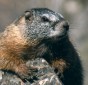 Yellow-bellied Marmot