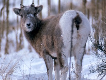 Bighorn Sheep