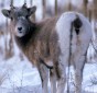 Bighorn Sheep