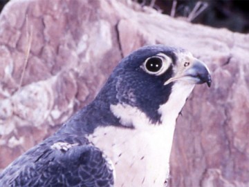 Peregrine falcon