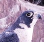 Peregrine falcon