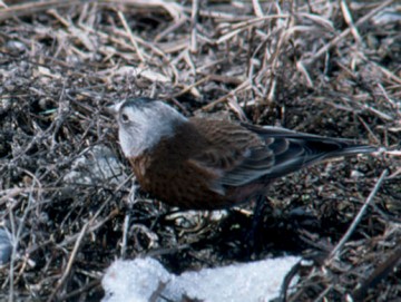 Rosy Finch