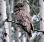 Great Gray Owl