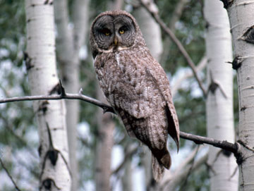 Great Gray Owl