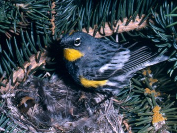 Yellow-rumped Warbler