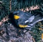 Yellow-rumped Warbler