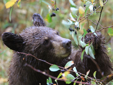 Black Bear