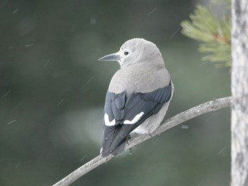 Clark's Nutcracker