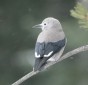 Clark's Nutcracker