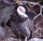 Dusky Grouse