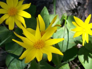 Heartleaf Arnica