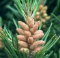 Lodgepole Pine