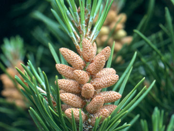 Lodgepole Pine