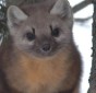 American Marten